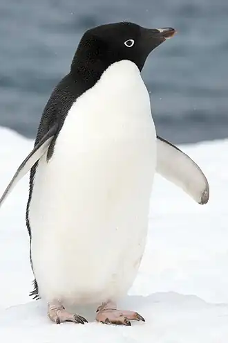 alternativní popis obrázku chybí