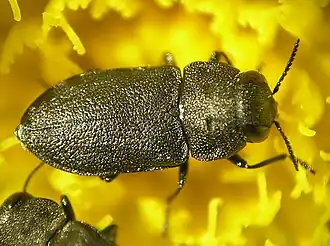 krasec čtyřtečný (Anthaxia quadripunctata)