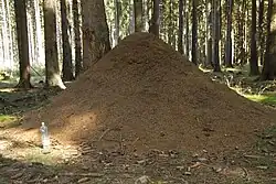 Mraveniště mravence lesního