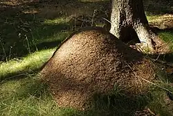 Mraveniště mravence lesního