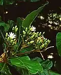 Kvetoucí Anthocleista grandiflora