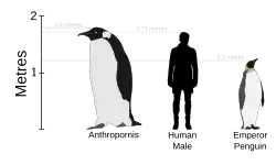 Anthropornis v porovnání s člověkem a tučňákem císařským