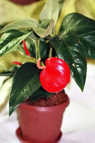 alternativní popis obrázku chybí