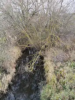 Řeka Antvardé poblíž litevského města Girdžiai v roce 2018.