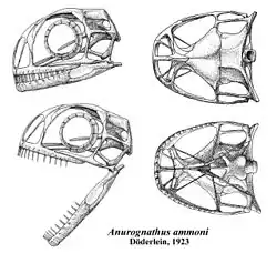 Anurognathus - lebka