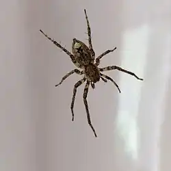 Šplhalka keřová, Praha