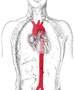 Lidská aorta (červeně) v kontextu srdce