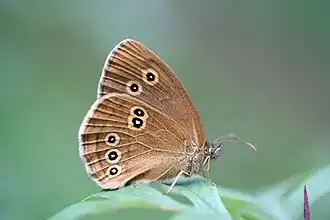 Okáč prosíčkový, Nizozemsko