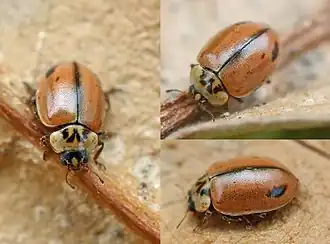 alternativní popis obrázku chybí