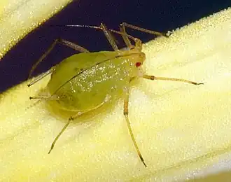 alternativní popis obrázku chybí