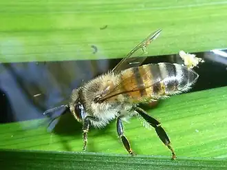 popis obrázku chybí