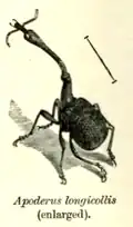 Apoderus longicollis
