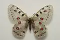 Parnassius apollonius