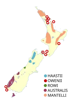Areál rozšíření jednotlivých druhů (červené kroužky označují místa reintrodukcí kiviho Owenova)