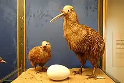 Fotografie kiviho jižního, mláděte a vejce. Oba kivi jsou hnědí, vejce je nezvykle velké