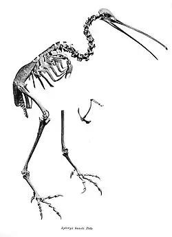 Fotografie kostry kiviho Haastova