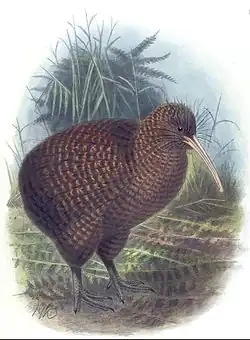 Malba kiviho od Johna Gerrarda Keulemana. Kivi je nakreslen zepředu s tělem mírně pootočeným doprava. Za kivim se nachází novozélandská buš