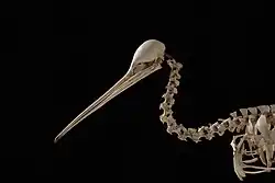 Fotografie lebky a části páteře kiviho