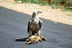 S šakalem čabrakovým jako obětí dopravní nehody