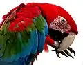 Ara chloropterus