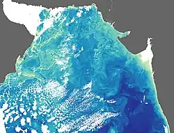Plankton v Arabském moři