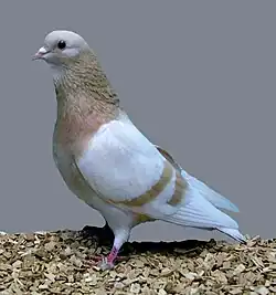 Arabský bublák žlutopruhý