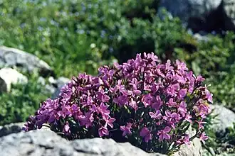 alternativní popis obrázku chybí