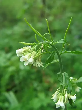 alternativní popis obrázku chybí