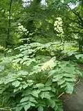 Aralia cordata