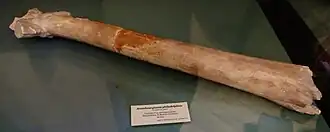 Arambourgiania philadelphiae