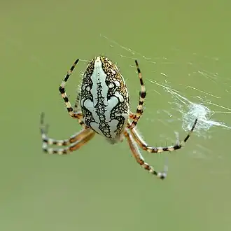 alternativní popis obrázku chybí