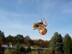 Křižák obecný s vosou útočnou