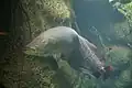 Arapaima gigas