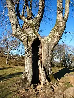 Kompletně dutý kmen stromu