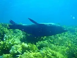 Fotografie lachtana, jak place pod vodou a otírá se zády o mořské řasy u dna