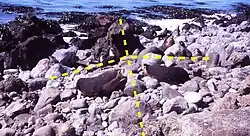 Fotografie pobřeží s pár lachtany, které odděluje od sebe čára vyznačující domnělá teritoria