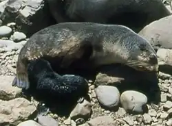 Lachtanice leží na pláži, u spodní části břicha leží černě zbarvení mládě