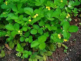 alternativní popis obrázku chybí