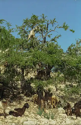 alternativní popis obrázku chybí