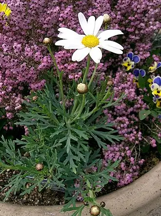 alternativní popis obrázku chybí