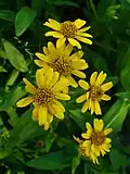 Prha Arnica chamissonis