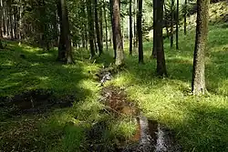 Arnoštický potok v oboře Žehrov