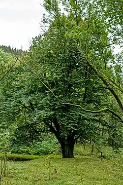 Arnoldovská lípa v zaniklé části