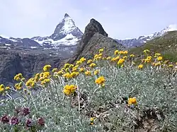 Žlutě kvetoucí pelyněk, v pozadí Matterhorn