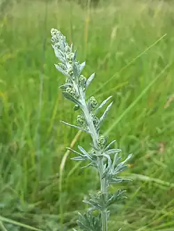 záběr na květenství