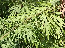 Detailní záběr na listy