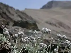 Drobná šedě plstnatá bylina ve vysokých horách