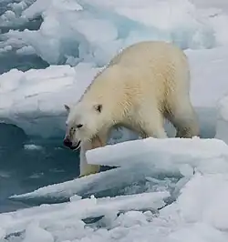 Fotografie zachycující uprostřed medvěda ledního sestupujícího po zasněženém ledovém povrchu.