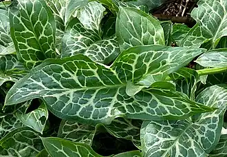 alternativní popis obrázku chybí