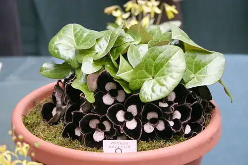 Kopytníky rozkvétají zpravidla přízemními kvítky